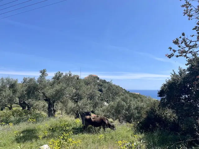 Vacanze sostenibili a Zante