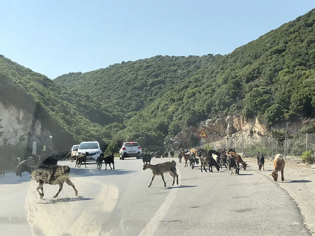 Capre che attraversano una strada di campagna a Zante